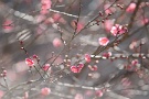 01 2016年が明けました。今年からデジカメ日記もphoto diaryとしてオシャンティーにリニューアル(^_^) と言っても、中身の写真は代わり映えしませんが…(^_^;)
さてさて今日の秩父地方は最高気温が16.5℃と正月とは思えない春を思わせる陽気でした。暮れに咲き始めた梅もだいぶ開いてきました。
  Panasonic LUMIX GX7 
  Tokina AT-X 90mmマクロF2.5