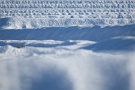 04 次回は横瀬町・寺坂の棚田の雪景色です。Canon EOS 5D Mark II
Canon EF300mm F4