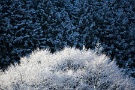 03 ただ、シアーラインによる降雪は大雪になることはなく、すぐ融け、このように綺麗に木に花を咲かせますので歓迎です(^_^) Canon EOS 5D Mark II
Canon EF70〜200mm F4