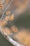 02 なるほど、金色の細い糸の花ですね(^_^) Canon EOS 5D Mark II
Canon EF300mm F4