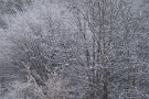 01 月曜日のなごり雪の続きです。小高い秩父ミューズパークでは木々も綺麗に雪化粧していました。Panasonic LUMIX GX7
Tokina AT-X 90mmマクロF2.5