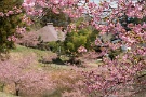 02 札所25番・久昌寺では河津桜が満開です。ちなみにソメイヨシノや清雲寺の枝垂れ桜はまだ蕾です。清雲寺は暖かければ今週中、ちょっと寒いと今週末〜来週に開花しそうです。Panasonic LUMIX GX7 Panasonic G VARIO HD 14-140mm F4-5.8