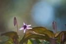 05 薄紫のこの花に出会うとなんとなく嬉しくなります。Panasonic LUMIX GX7
SIGMA 70-200 F2.8 APO DG