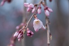04 最近の寒さで足踏み状態だった清雲寺の枝垂れ桜もやっと咲き始めました。樹齢600年の古木はまだ蕾でしたが、一番大きい「六地蔵の桜」はちらほら咲き始めていました。Panasonic LUMIX GX7
Panasonic G VARIO HD 14-140mm F4-5.8