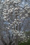 02 もっとも、霜にあたるとすぐ傷んでしまうのだからもっとゆっくり咲けばいいのにと思うのですが、桜と一緒じゃ嫌なのでしょうか…(^_^;) Panasonic LUMIX GX7
SIGMA 70-200 F2.8 APO DG