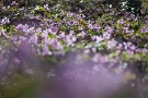 02 カタクリの花が開きだすと山の斜面がピンク色に染まります。Canon EOS 5D Mark II
Canon EF300mm F4