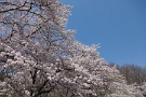 01 秩父の里では桜が満開となりました。Canon EOS 5D Mark II
Canon EF24〜105mm F4