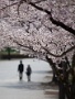05 桜の季節もあっという間に通り過ぎていきそうです。
Canon EOS 5D Mark II
Canon EF300mm F4