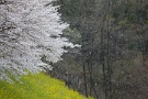 02 秩父の桜も散り始めです。Canon EOS 5D Mark II
Canon EF300mm F4