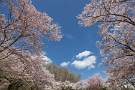 01 秩父の桜もソメイヨシノはほとんど散ってしまいましたが、今日は11日に撮影した散りゆく桜をお楽しみください。Canon EOS 5D Mark II
SIGMA12〜24mm F4.5-5.6 II