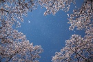 03 ふと見上げると、桜の花びらが青空へ吸い込まれていきました。Canon EOS 5D Mark II
Canon EF24〜105mm F4