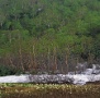 03 しかし今年は雪解けが異常に早く、もう水芭蕉の見ごろを過ぎてしまったそうです(^_^;)　フォトックス6789　Congo T300mmF8　RVP