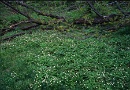 03 徳沢付近では二輪草のお花畑がそよ風に揺れています。フォトックス6789　Fujinon W105mm F5.6　RVP