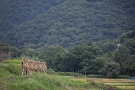 01 秋霖を思わせるぐずついた日が続いています。Canon EOS 5D Mark II
Canon EF70〜200mm F4