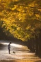 02 夕刻前のひと時、輝く銀杏並木の中で美しい時が流れていきます。Canon EOS 5D Mark II
Canon EF300mm F4