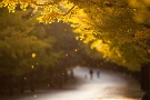 04 風が吹くと夕日に輝きながら銀杏の葉が舞い散ります。Canon EOS 5D Mark II
Canon EF300mm F4
