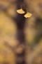 04 今年のミューズパークのイチョウの黄葉具合は…朝の冷え込みが弱く、散り始めたイチョウもあればまだ緑のイチョウもあり…と言ったところです(^_^;)　Canon EOS 5D Mark II
Canon EF300mm F4