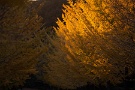 07 夕日に照らされる銀杏並木。厳しい冬を前に最後の輝きのようです。Canon EOS 5D Mark II
Canon EF300mm F4
