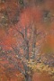 04 ほとんど定点観察のポプラの木。毎年のことながら葉が落ちると同時にバックが赤く染まってきました。Canon EOS 5D Mark II
Canon EF300mm F4