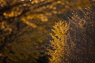 05 すでに葉を落とした木が目立ってきました。Canon EOS 5D Mark II
Canon EF300mm F4
