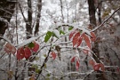 07 森の小さな紅葉も雪化粧。Canon EOS 5D Mark II
SIGMA12〜24mm F4.5-5.6 II