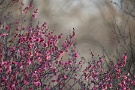 02 早咲きの紅梅も綺麗に咲き始めました。ちなみにこのレンズ、フィルムの時は全く気になりませんでしたが、デジタルですとややフリンジが目立ちます。まっ、等倍に拡大しなければあまり目立ちませんが^^;