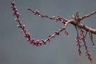 02 今日は冷たい雨の一日でした。でも、開花を促す「催花雨」であることは確かなようです。庭の杏子の花も今日の雨に促されるかのように蕾を一際膨らませてきました。SONY α7II　Tokina AT-X400mmF5.6SD