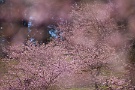 02 札所25番・久昌寺では河津桜でしょうか、早咲きの桜が見頃です。Canon EOS 5D Mark II
Canon EF300mm F4