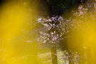 03 菜の花の隙間から。野は春色に染まってきました。
Canon EOS 5D Mark II
Canon EF300mm F4