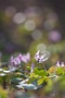 01 今年も秩父市久那の自生地でカタクリの可憐な花がやっと開いてきました。Canon EOS 5D Mark II
Canon EF300mm F4