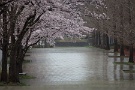 01 今日は朝から雨の日曜日。でもここ数日の暖かさで秩父の里でも桜が一気に咲きそろいました。Canon EOS 5D Mark II
Canon EF300mm F4