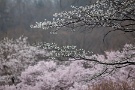 04 遠くの桜は春雨に霞のように煙ります。Canon EOS 5D Mark II
Canon EF300mm F4