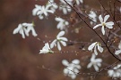 01 今日は昨日の続きです。桜以外にもたくさんの花が咲いてきました。コブシは桜より一足早く咲き始めていました。Canon EOS 5D Mark II
Canon EF300mm F4