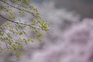 04 春雨に濡れるブナの新芽。森はこれから日一日その色を変えていきます。Canon EOS 5D Mark II
Canon EF300mm F4