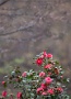 07 新緑になる前の森で一際、紅が目立ちます。Canon EOS 5D Mark II
Canon EF300mm F4