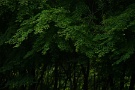 06 森の緑も濃くなってきました。SONY α7II　
Canon EF70〜200mm F4