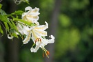 03 ヤマユリも真夏の森に芳香を漂わせます。SONY α7II　Canon EF70〜200mm F4