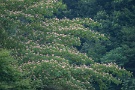 05 ネムノキの花咲く森ではニイニイゼミが大合唱。ちらほらとミンミンゼミも鳴き始めました。SONY α7II　Canon EF300mm F4