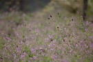 01 今年の9月は残暑もあまりなく、過ごしやすい日が続いています(^_^)　気がつくと野はすっかり秋の花で覆われていました。Canon EOS 5D Mark II　
Canon EF300mm F4　