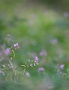 02 萩の花が盛りとなってきました。Canon EOS 5D Mark II　
Canon EF300mm F4