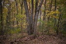 07 紅葉や森の色付きは例年より１週間ほど早いようです。SONY α7II　Canon FD35mm F2.8