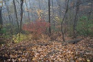 01 未明からの雨も朝のうちに上がり、山霧に包まれた秩父ミューズパークの暮秋の森です。SONY α7II　Canon FD24mm F2.8

