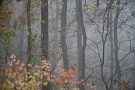 04 こんな森にいると、秋の儚さと相まって「滅びの美」という言葉が頭に浮かびます。SONY α7II　Canon FD70〜210mm F4