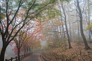 01 11月23日撮影の霧のミューズパークの続きです。紅葉の小径も霧の中。SONY α7II　Canon FD24mm F2.8