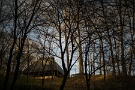 01 今日は昨日撮影した秩父ミューズパークの冬の森をお楽しみください。SONY α7II　Canon NFD50mm F1.8