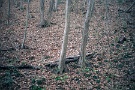 03 日陰の森をコダクローム25調に仕上げて見ました。今はなきコダクロームですが、このような冬の森を撮影すると寒い、乾いた静寂感や孤独感をよく表現できるフィルムでした。SONY α7II　Canon NFD50mm F1.8
