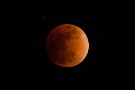 01 昨夜（1/31）は皆既月食が観測されました。天気予報は曇りで見られるか心配でしたが、仕事から帰って空を見上げたら赤銅色のちょっと不気味な月が望めました。ちなみにこの月はスーパー(いつもより大きい)ブルー(今月２回目の)ブラッド(赤銅色の)ムーンだそうです(^_^;)　Canon EOS 5D Mark II
　Canon EF300mm F4×1.4テレコンバータ（トリミング）