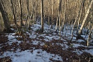 01 今日の秩父地方は最高気温が14.8℃とやっと春を感じられる気温となりました。雑木林の北斜面の雪もだいぶ融けてきました。SONY α7II　Canon NFD24mm F2.8