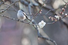 03 梅だけではなく、鳥たちも嬉しそうに梅の枝を飛び回っていました。エナガです。Canon EOS 5D Mark II　Canon EF300mm F4