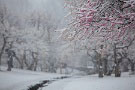 01 今日は春分の日。先日までのポカポカ陽気から一転、とても寒い雪の1日となりました。満開を迎えた秩父ミューズパークの梅園も雪景色です。Canon EOS 5D Mark II　Canon EF70〜200mm F4